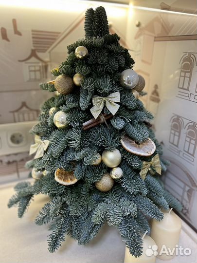 Елка из нобилиса