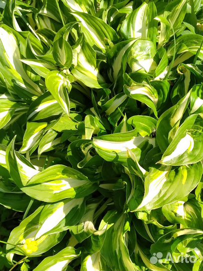 Многолетники. Хосты, Гейхеры, Дицентра, Бадан