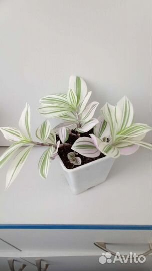 Традесканция зебрина