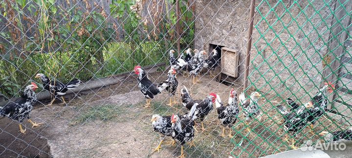 Петушки леггорн долматинец