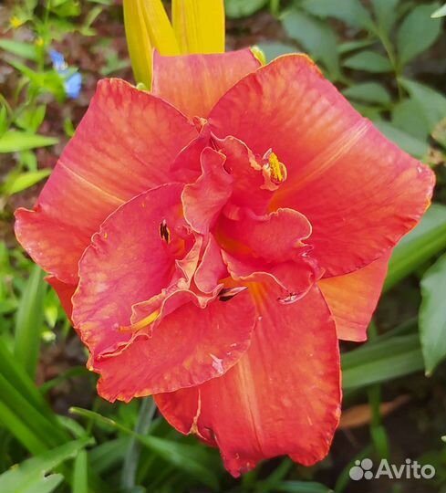 Лилейники то