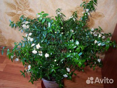 Как цветет мирт фото в домашних