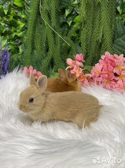 Беличьи кролики