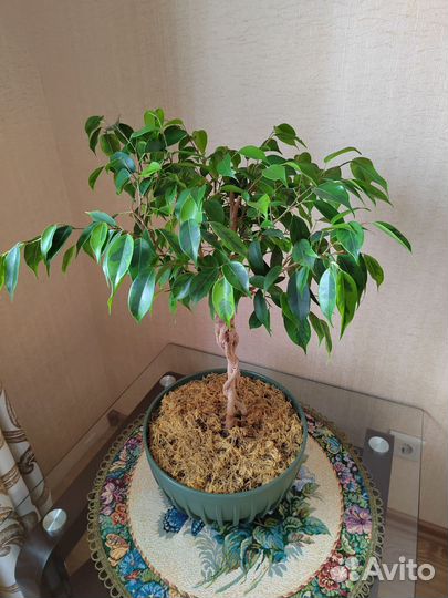 Цветы домашние в горшках