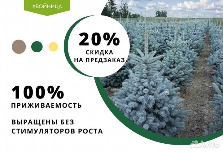 Ель голубая 1-1,2 м