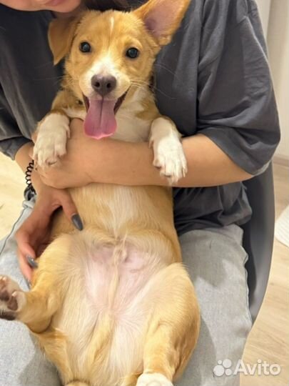 Чаки ищет дом