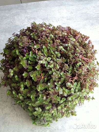 Традесканция мелколистная