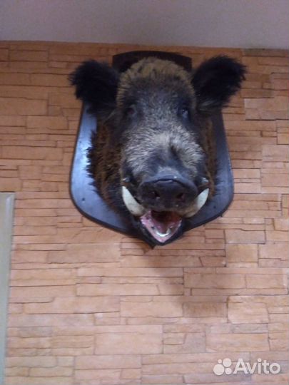 Чучела разные