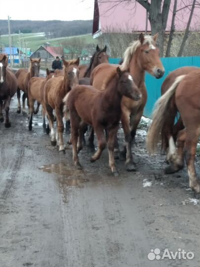 Лошадь кобылки