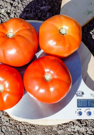 Семена Томата 