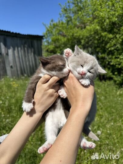 Красивый котенок девочка