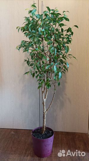 Фикусы взрослые, витые