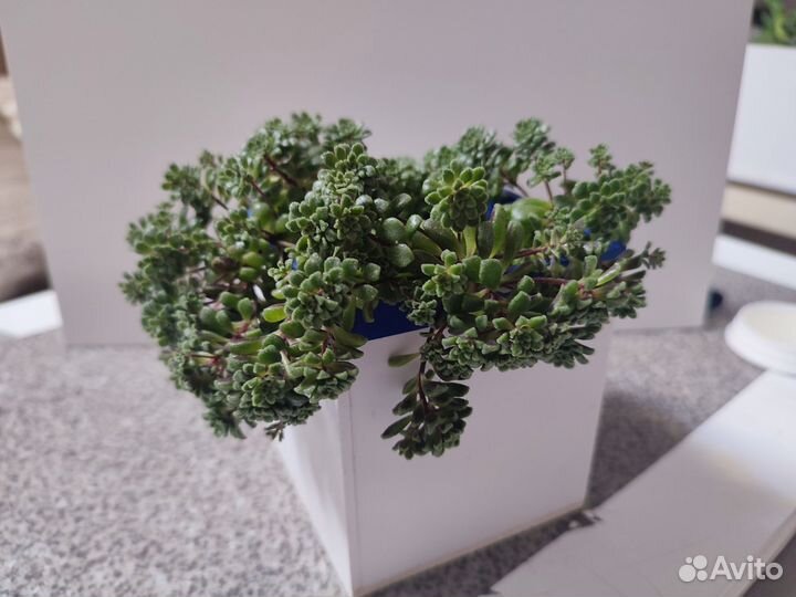 Суккулент Монантес Муралис