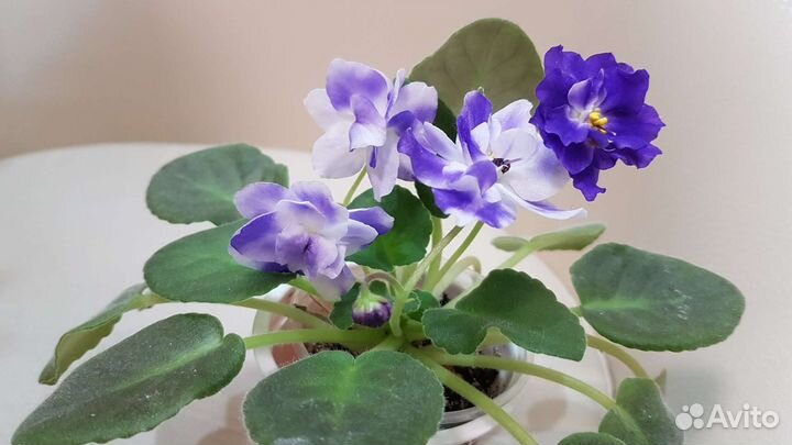 Отростки комнатных цветов