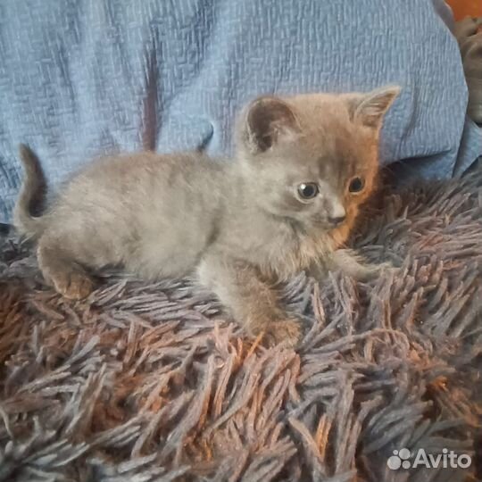 Шотландская