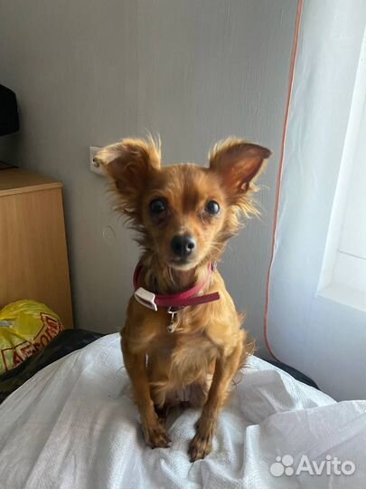 Русский той-терьер девочка