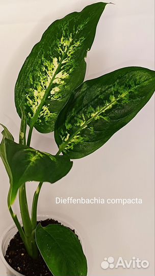 Диффенбахия Компакта