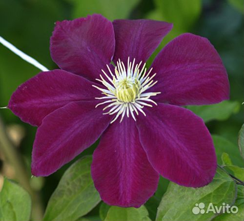 Коллекция хост №3