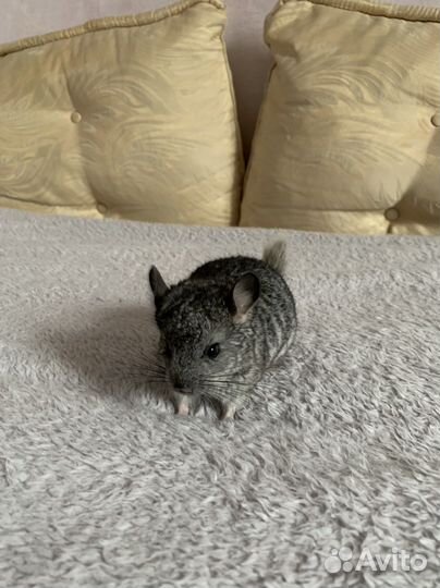 Шиншилла / шиншиллята