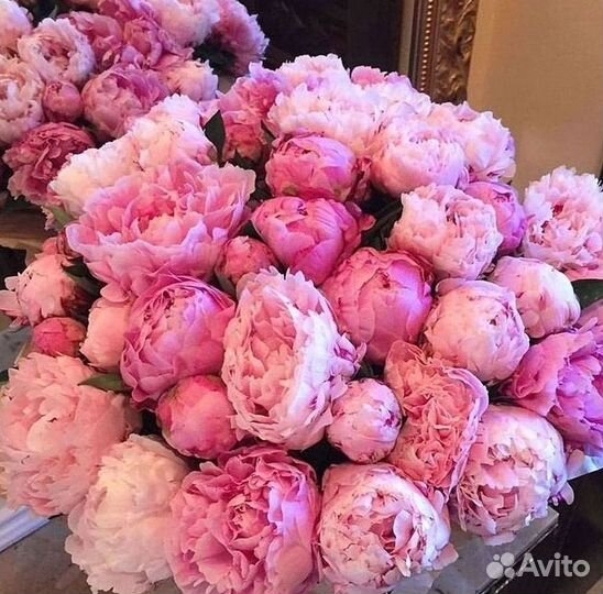 Пионы Букеты Цветы Доставка