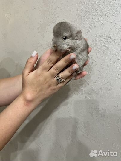 Продаются шиншиллы