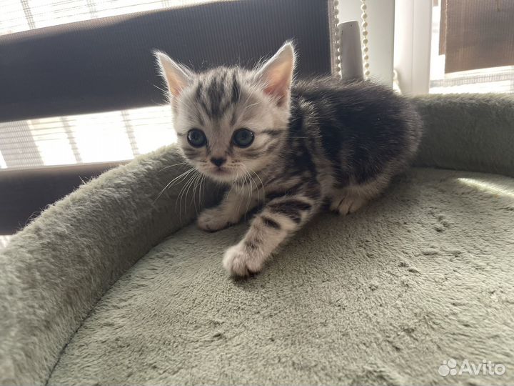 Шотландские котята