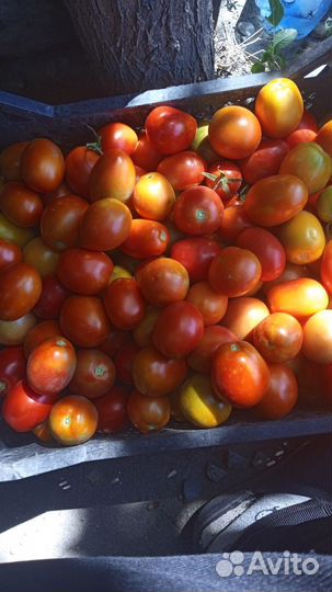 Помидоры сливка домашние