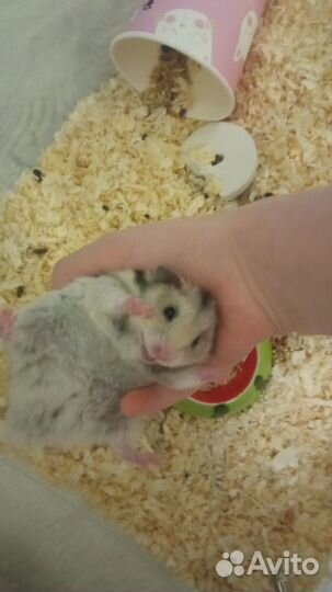 Сирийский хомяк мальчик