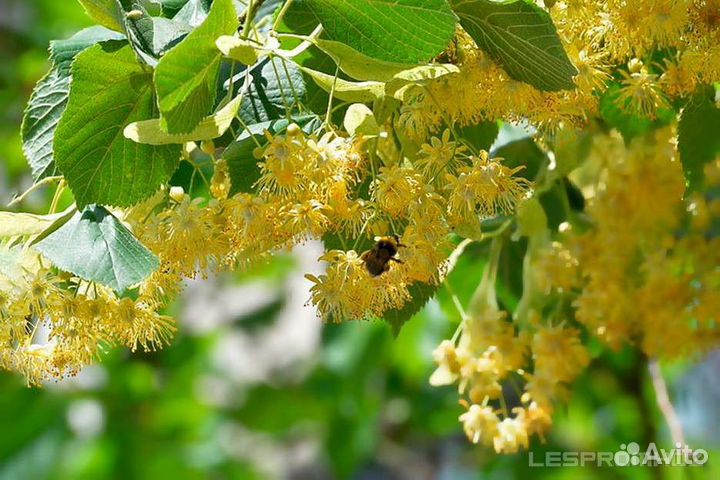Саженцы липы, рябины, клена, каштана, березы