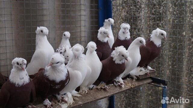 Голуби (разные)