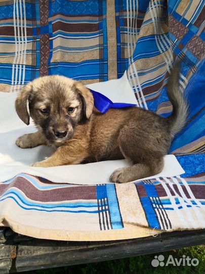 Мальчики и девочка