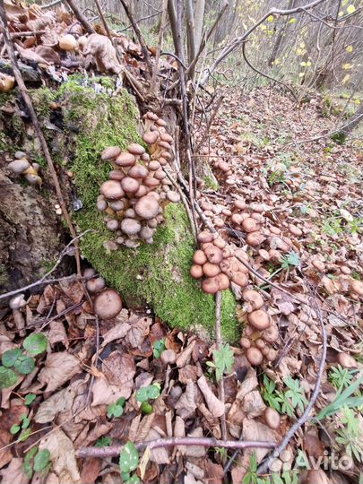 Грибы опята свежие