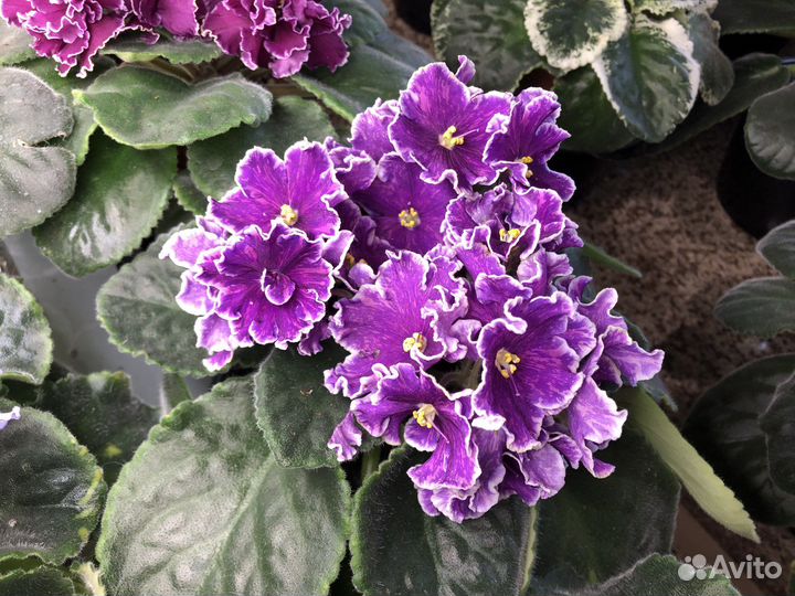 Фиалка сортовая