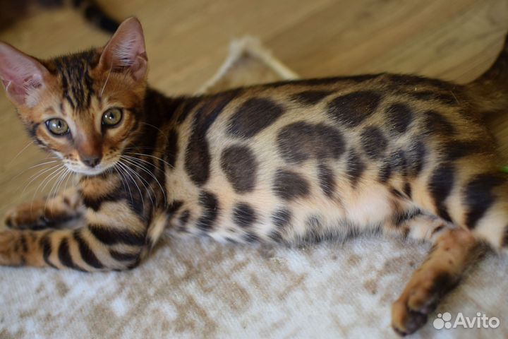 Красное золото мальчик