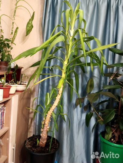 Комнатные растения цветы большие для офисов