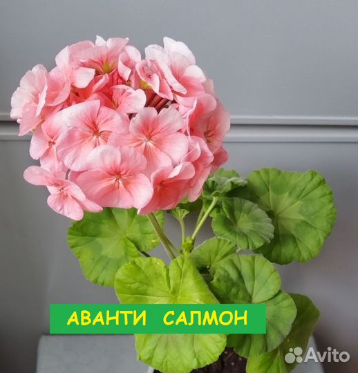 Пеларгония герань сортовая
