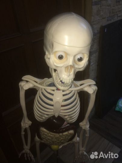 Скелет в сборе, плюс мышцы, плюс журналы