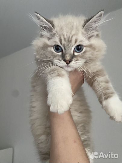 Рэгдолл котенок