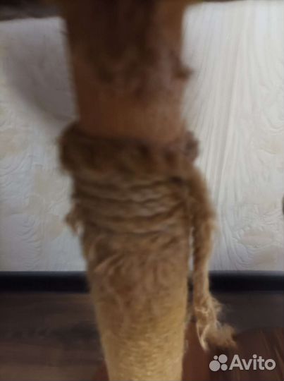 Когтеточка с домиком