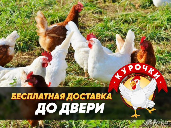Курочки несушки с доставкой