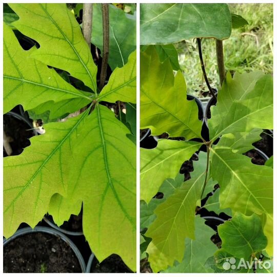 Саженцы церцис дуб красный клён серебристый