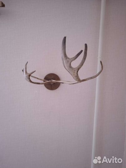 Рога оленя
