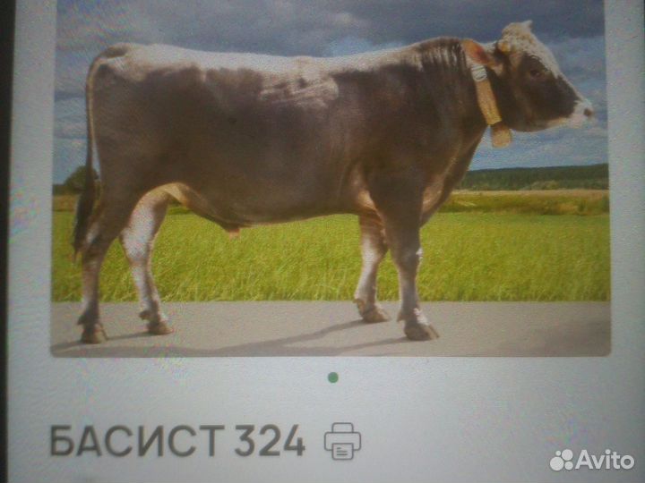 Джерсийская телка