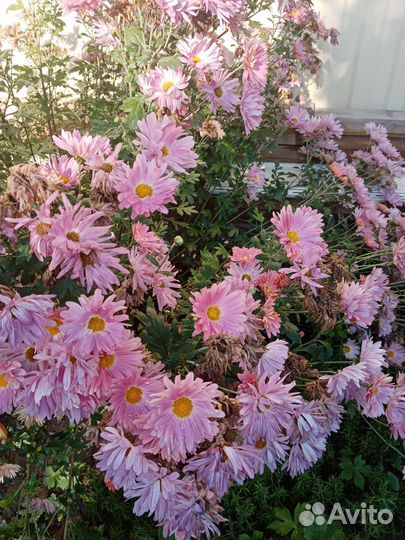 Хризантемы