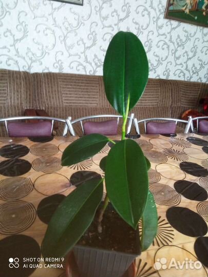 Гиппиаструм, фикус, ирисы