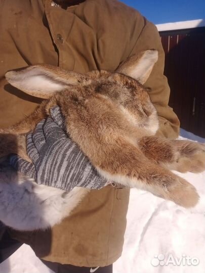 Продаются кролики