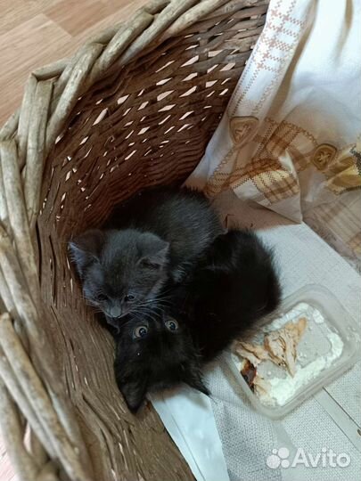Кошки в добрые руки