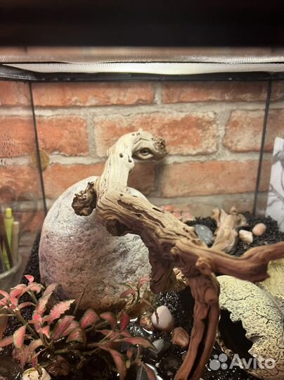 Террариум для рептилий exoterra