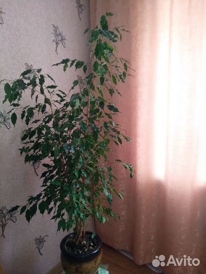 Продам фикус Бенджамина
