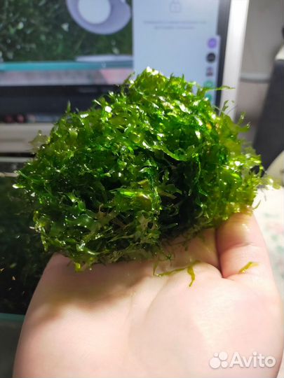 Мох для аквариума